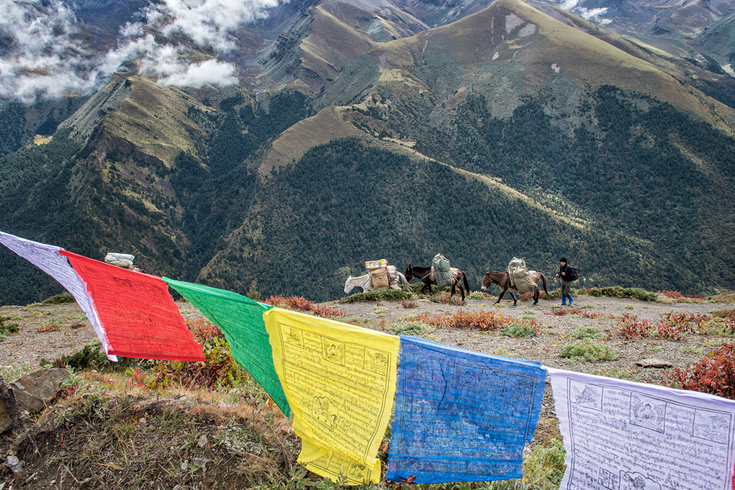 Chevaux et drapeaux de prières au col de Gombu La, Bhoutan