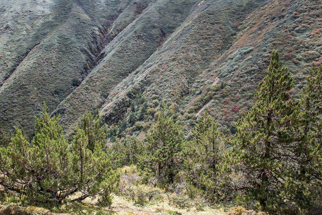 Végétation entre le col de Gombu La et Shomuthang, Bhoutan