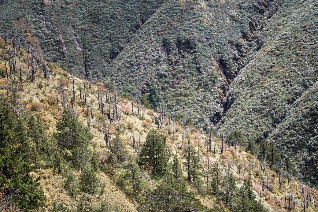 Arbres morts entre Gombu La et Shomuthang, Bhoutan