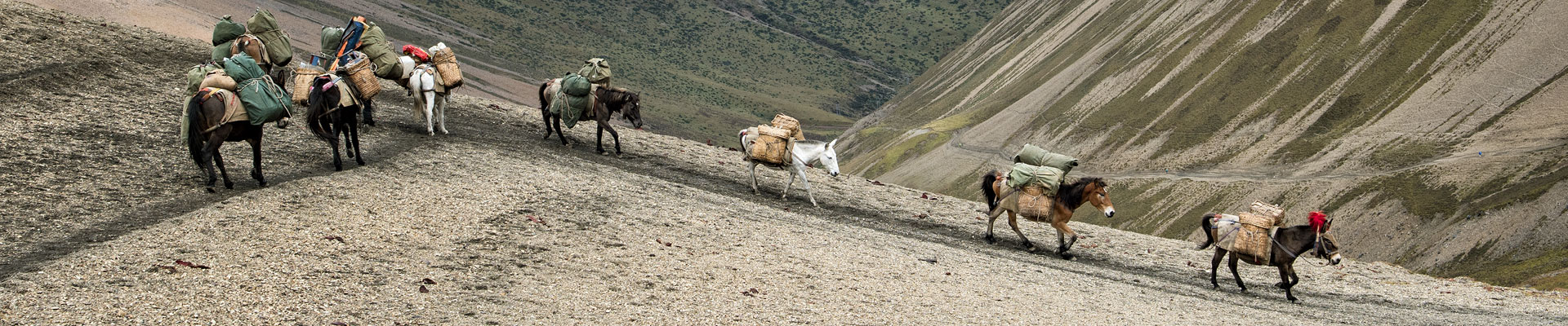 Top image chevaux au col de Nyile La, Bhoutan