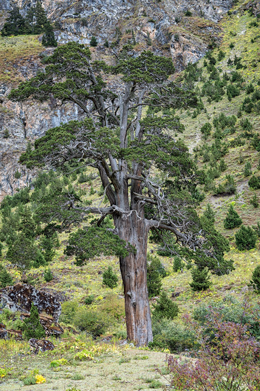 Bel arbre près de Chebisa, Bhoutan