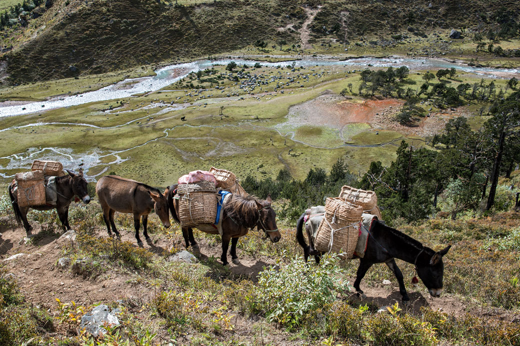 Mules et chevaux près de Robluthang, Bhoutan