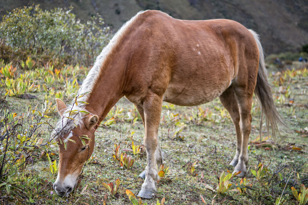 Cheval qui broute au camp de Robluthang, Bhoutan