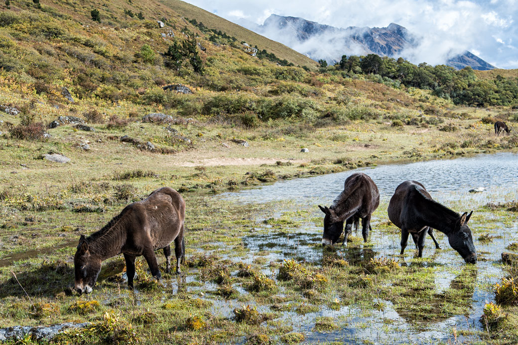 Des mules se restaurent à Robluthang, Bhoutan