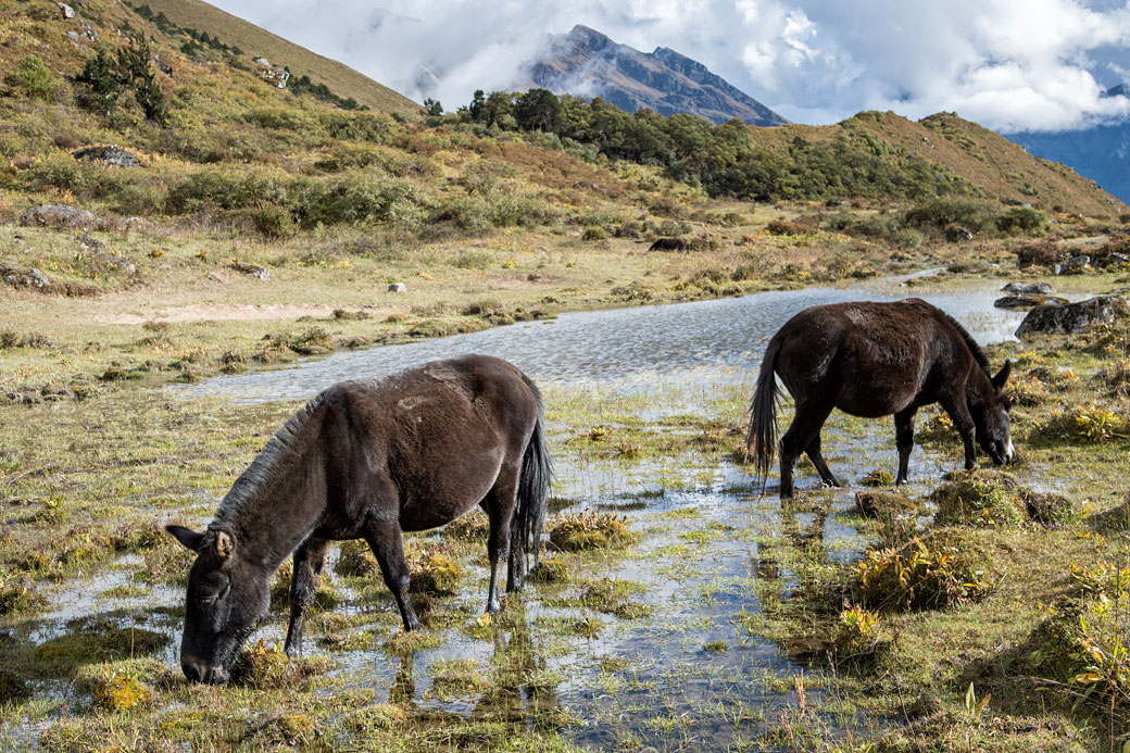 Mules qui broutent dans un plan d'eau à Robluthang, Bhoutan