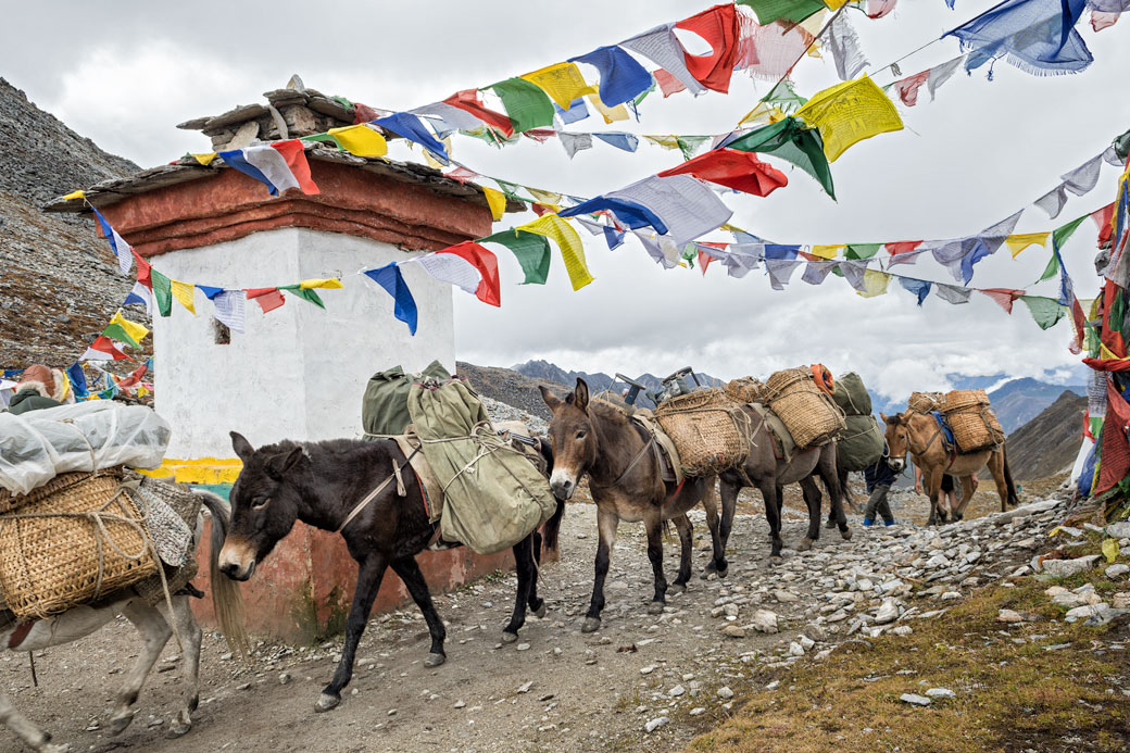 Mules et chevaux au col de Sinche La, Bhoutan