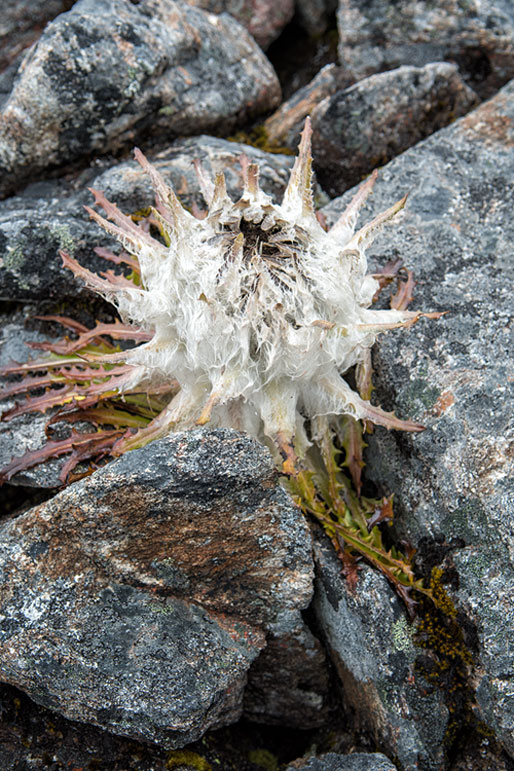 Plante blanche au col de Sinche La, Bhoutan