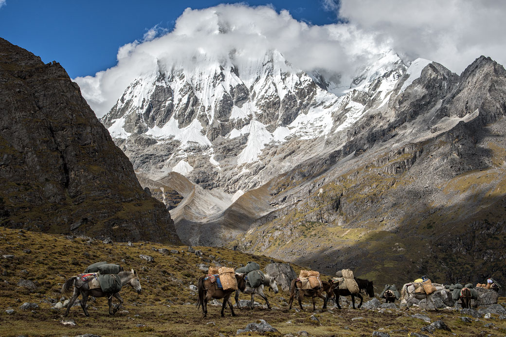 Chevaux au pied du Gangchhenta, Bhoutan