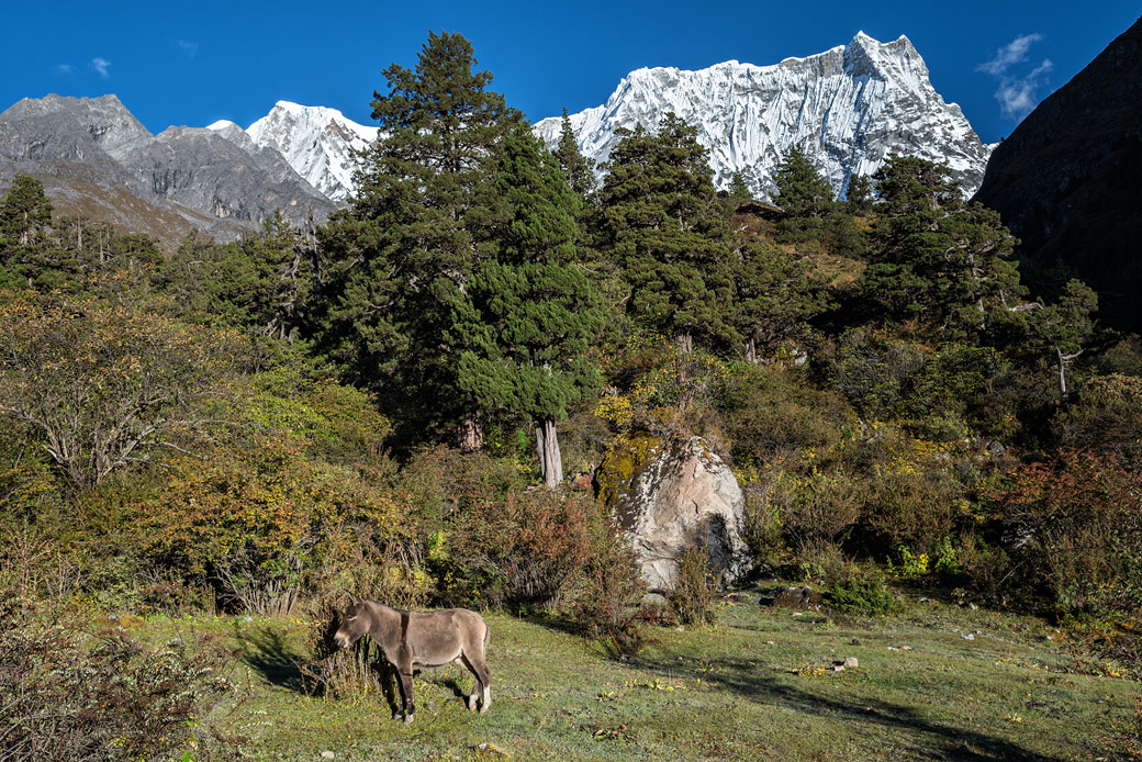 Âne au pied du Gangchhenta à Lemithang, Bhoutan