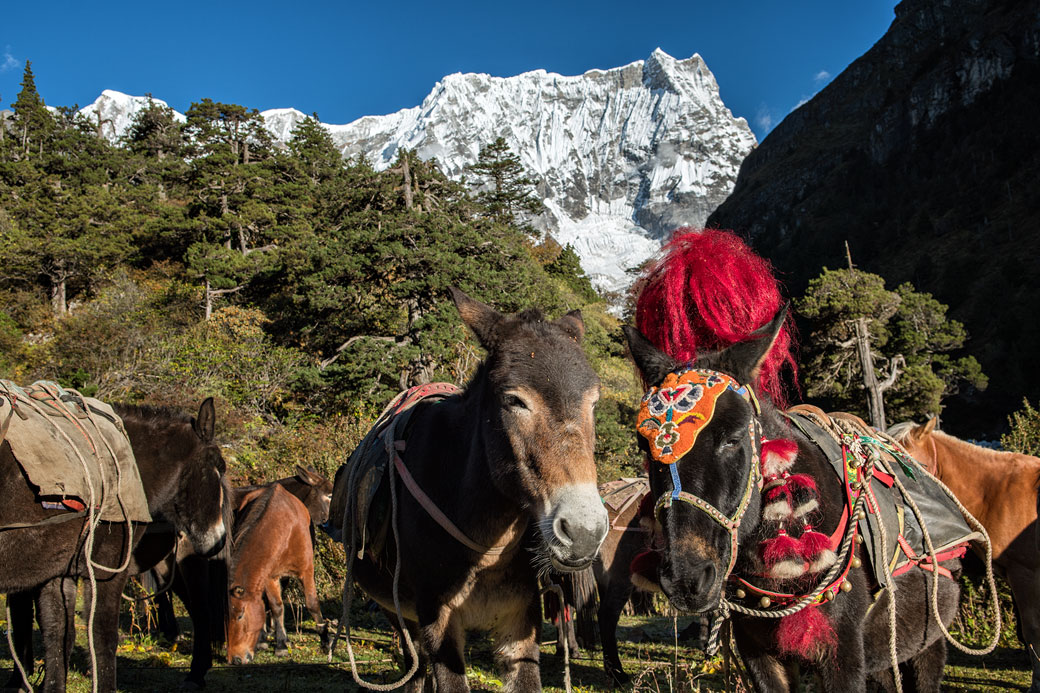 Mulets et chevaux au pied du Gangchhenta, Bhoutan