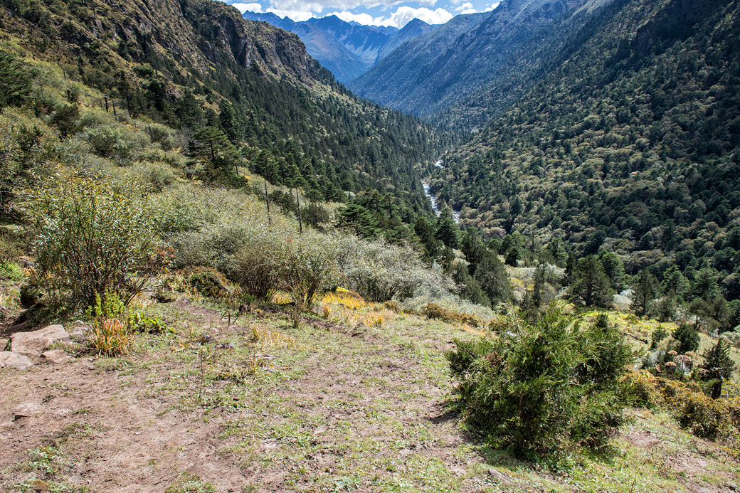 Vallée et forêt entre Lemithang et Laya, Bhoutan