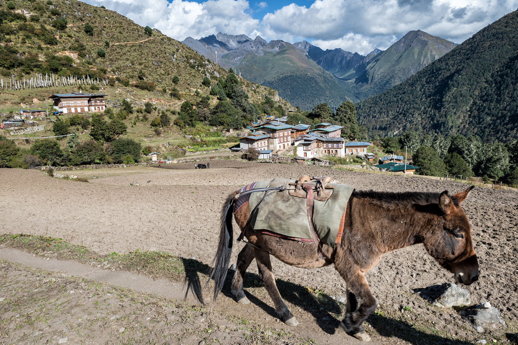 Mulet dans le village reculé de Laya, Bhoutan