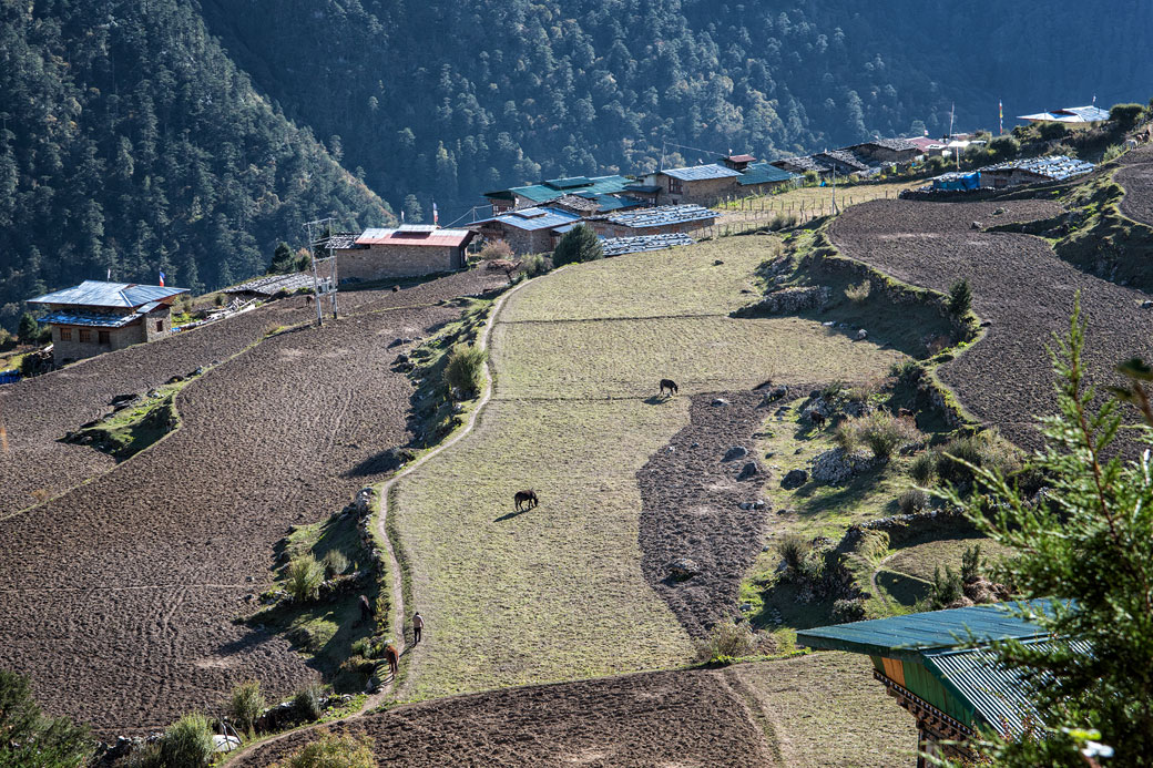 Champs et maisons dans le village de Laya, Bhoutan