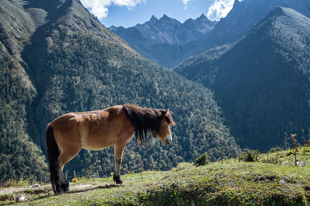 Cheval et montagnes à Laya, Bhoutan