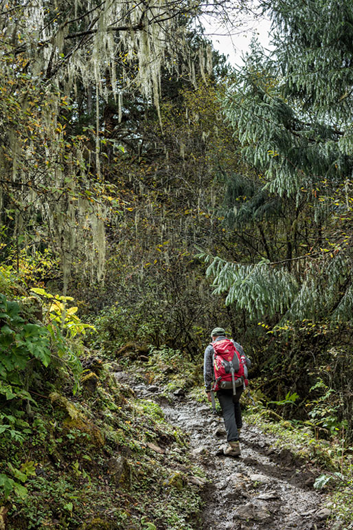 Montée dans la forêt entre Laya et Rodophu, Bhoutan