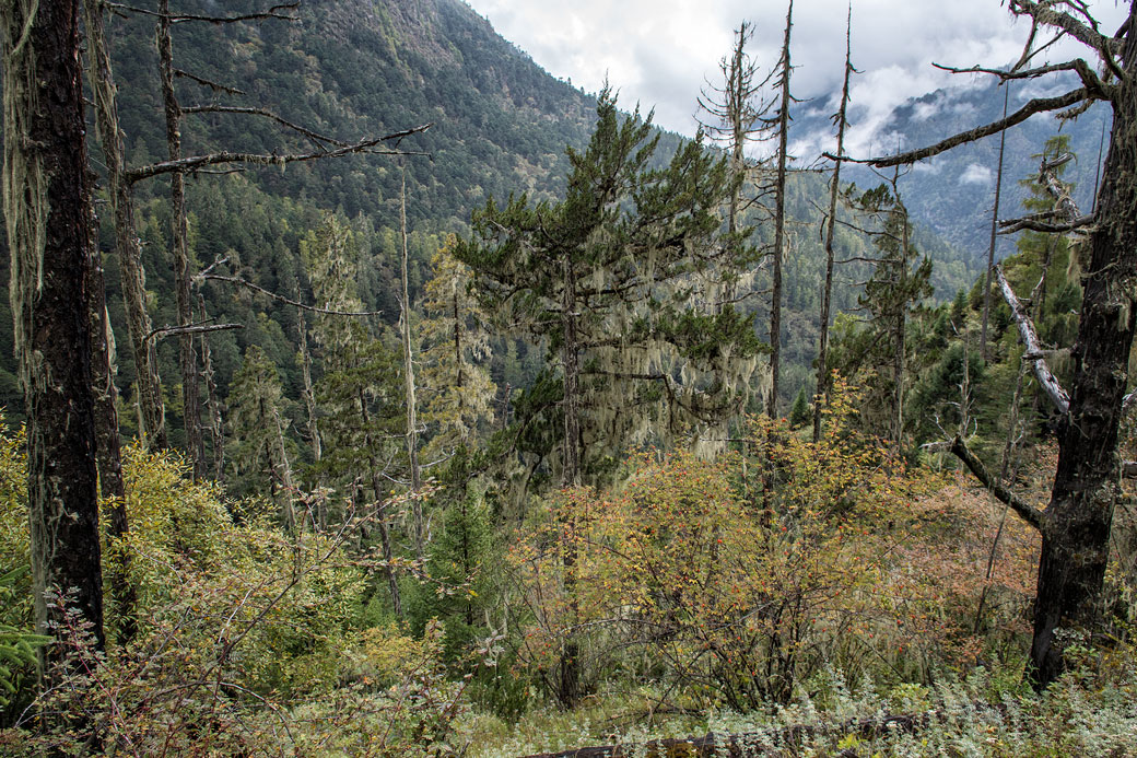 Arbres morts et forêt entre Laya et Rodophu, Bhoutan