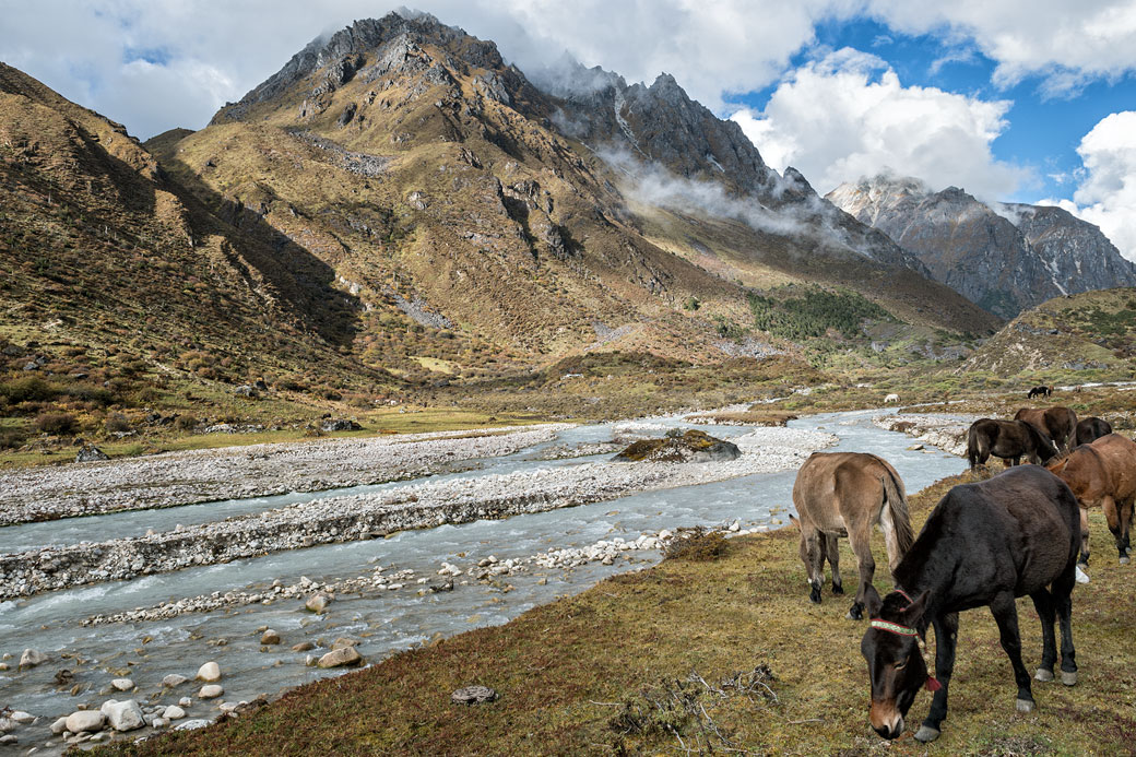 Animaux de portage au repos à Rodophu, Bhoutan