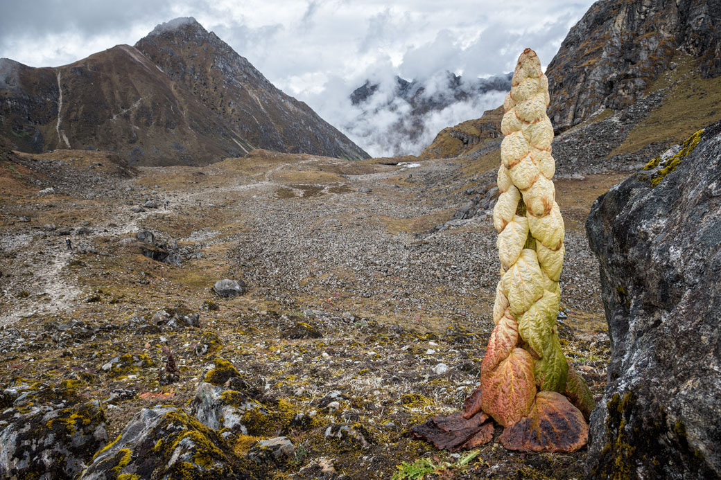 Rhubarbe noble près du col de Tsemo La, Bhoutan