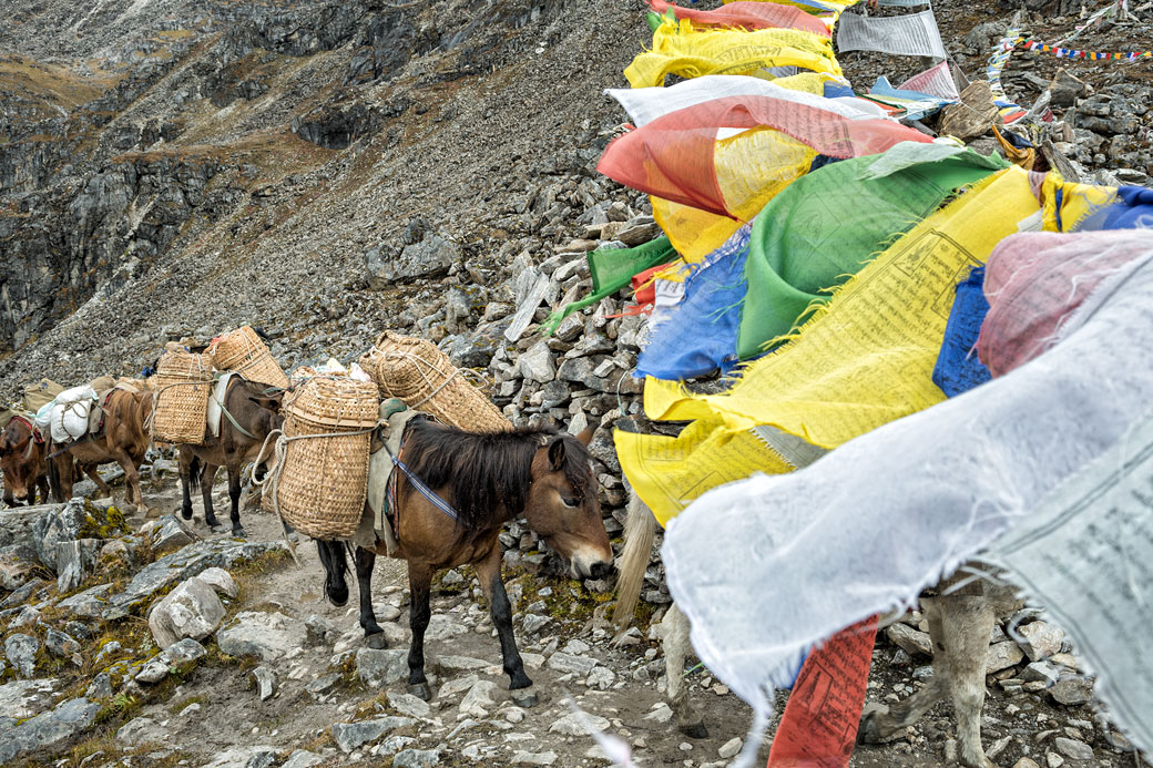 Bêtes de somme au col de Tsemo La, Bhoutan