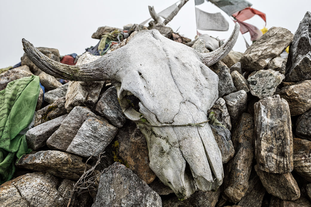 Crâne de yak au col de Tsemo La, Bhoutan