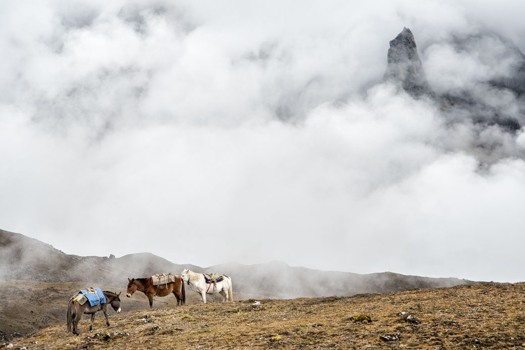 Animaux de portage au-dessus des nuages, Bhoutan