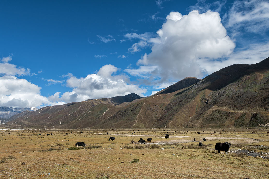 Haute vallée de Lunana à Chozo, Bhoutan