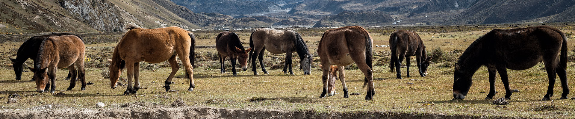 Top image chevaux et mules à Chozo, Bhoutan