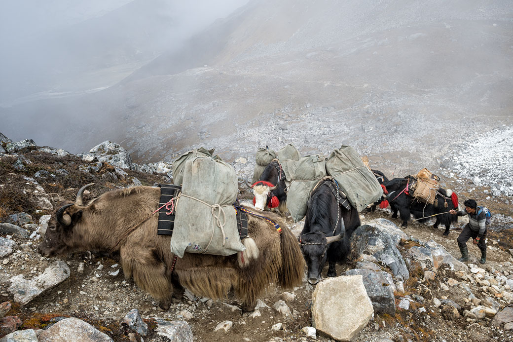 Yaks lors de la montée au col de Sintia La, Bhoutan