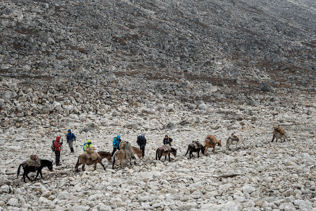 Trekkeurs et bêtes de somme en route pour Tshochena, Bhoutan