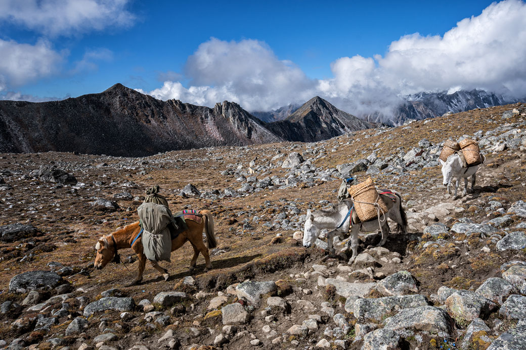 Animaux de portage en route pour Jichu Dramo, Bhoutan