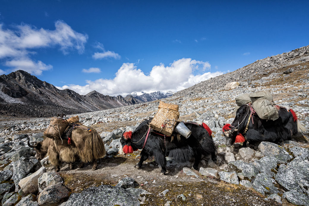 Trois yaks en route pour Jichu Dramo, Bhoutan