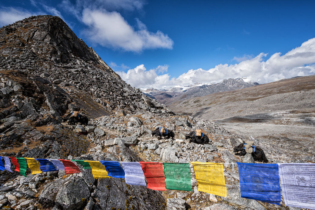 Yaks qui arrivent au col de Loju La, Bhoutan