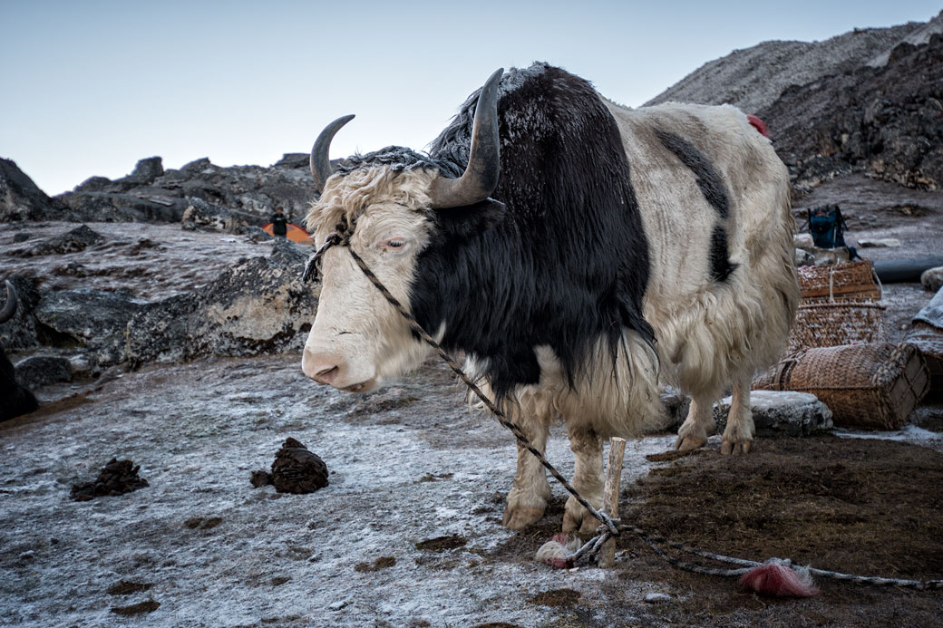 Yak givré au camp de Jichu Dramo, Bhoutan