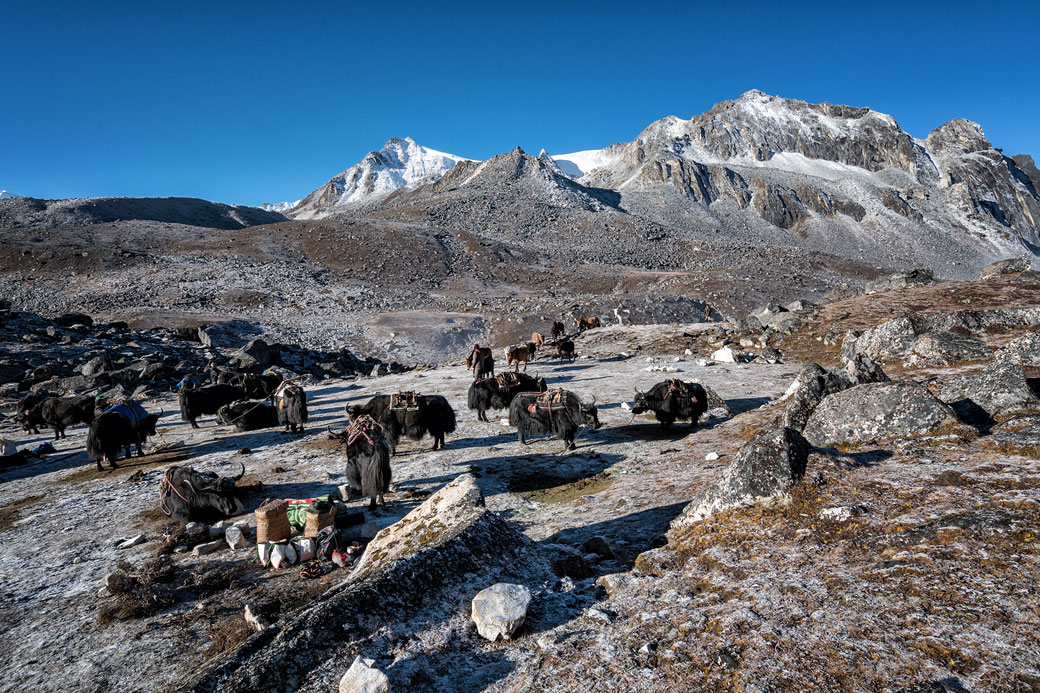 Yaks et givre au camp de Jichu Dramo, Bhoutan