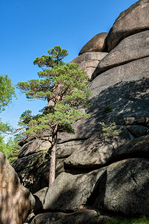 Pin qui pousse sur la roche du premier pilier de Stolby, Russie