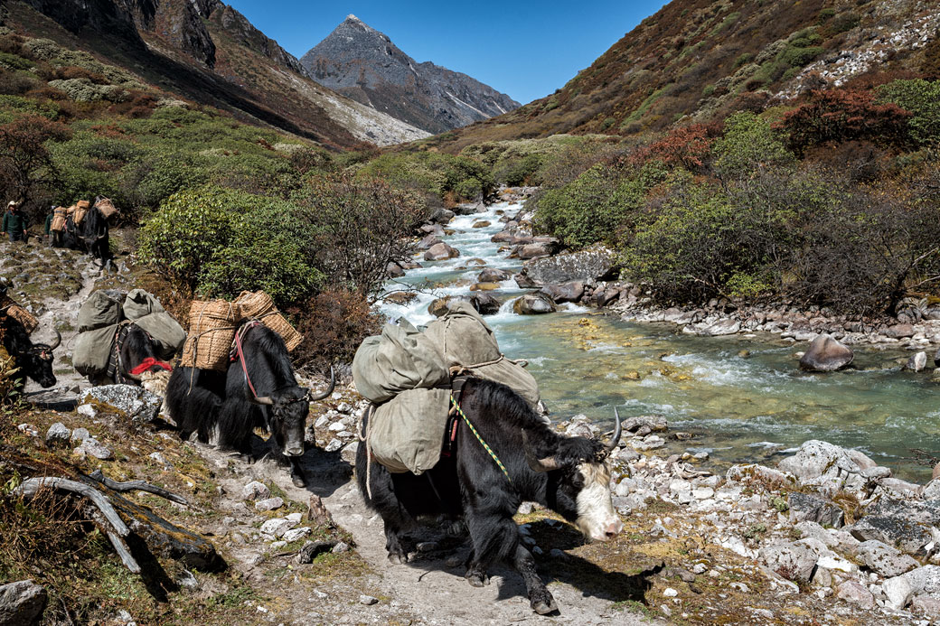 Yaks dans la vallée de Thampe Chhu, Bhoutan