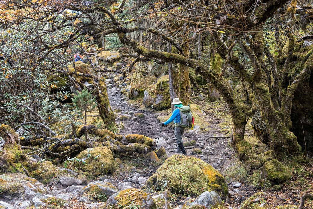 Trekkeur dans la forêt en route pour Tampoe Tsho, Bhoutan