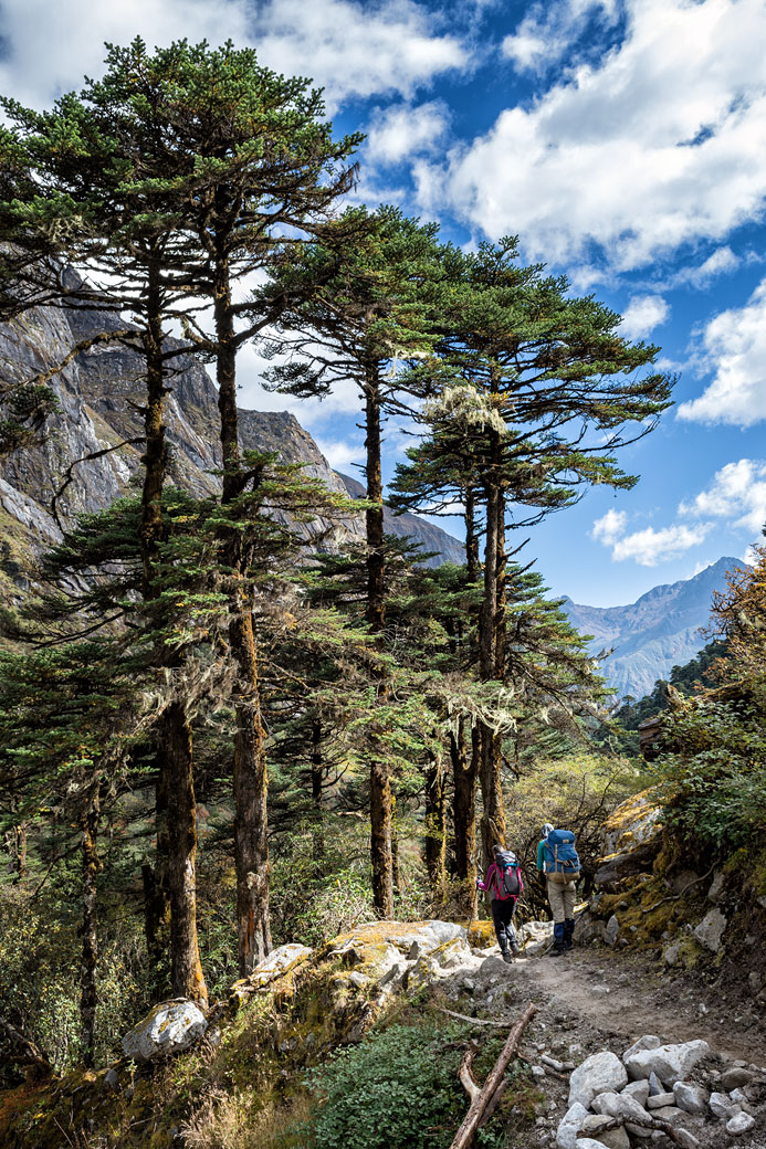 Arbres et ciel en route pour Tampoe Tsho, Bhoutan