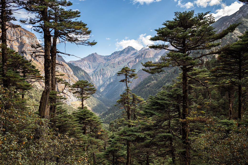 Forêt et montagnes en route pour Tampoe Tsho, Bhoutan