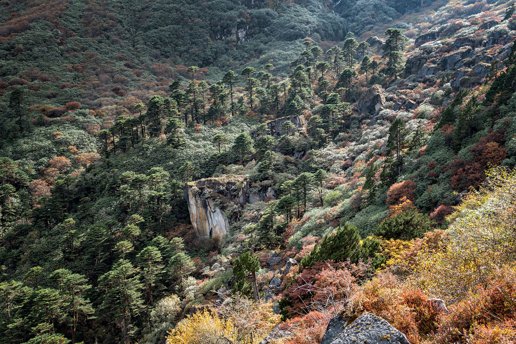 Arbres à flanc de montagne en route pour Tampoe Tsho, Bhoutan