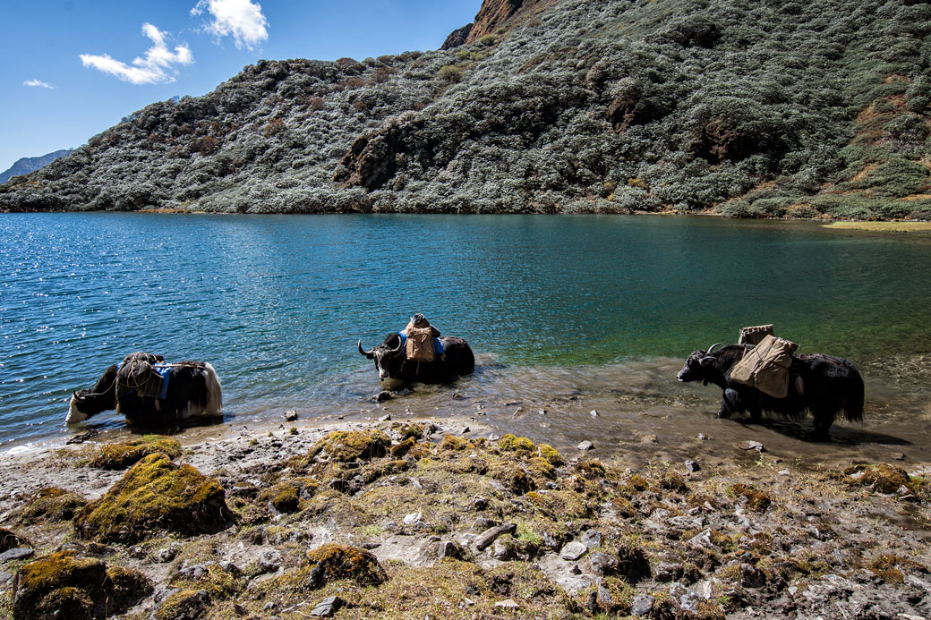 Yaks qui se rafraîchissent dans un petit lac, Bhoutan