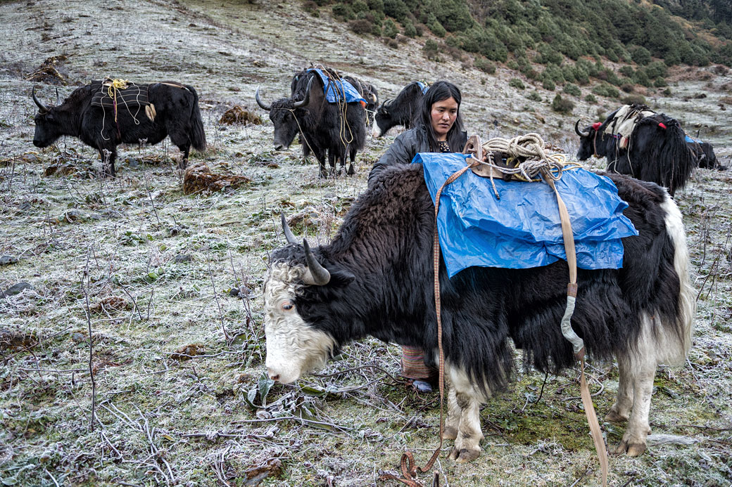 Gardienne de yaks au camp de Maurothang, Bhoutan