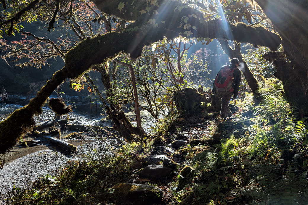 Trekkeur dans la forêt en route pour Nikka Chhu, Bhoutan