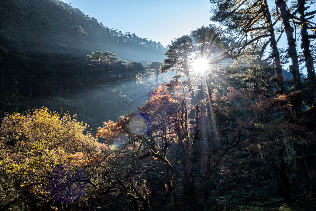 Soleil et forêt en route pour Nikka Chhu, Bhoutan