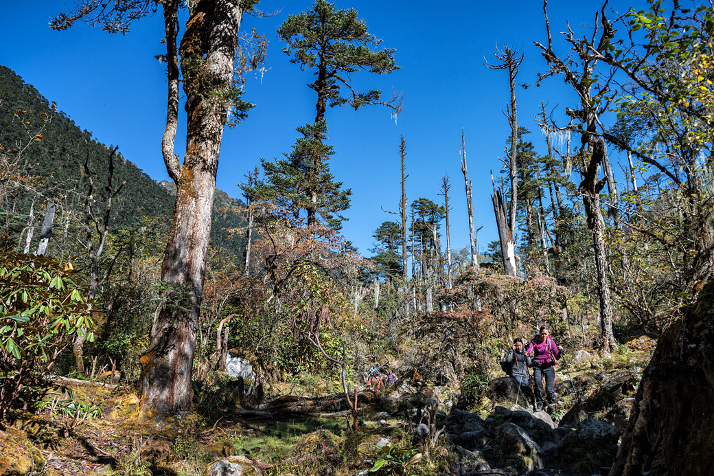 Trekkeurs et arbres morts en route pour Nikka Chhu, Bhoutan