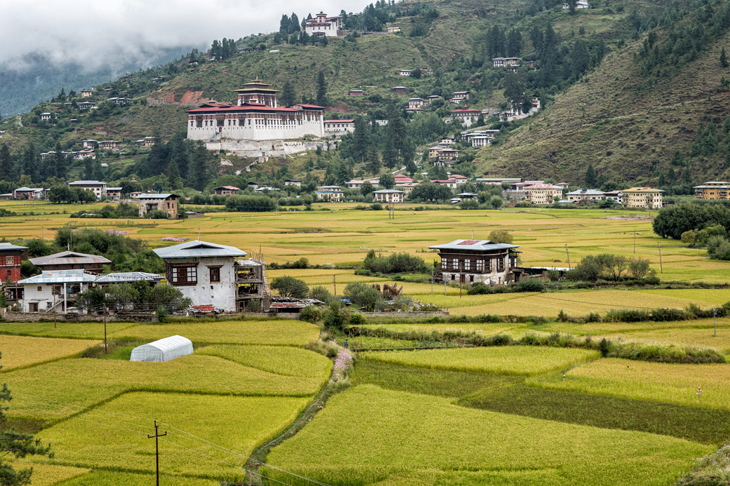 Rizières et dzong de Paro, Bhoutan