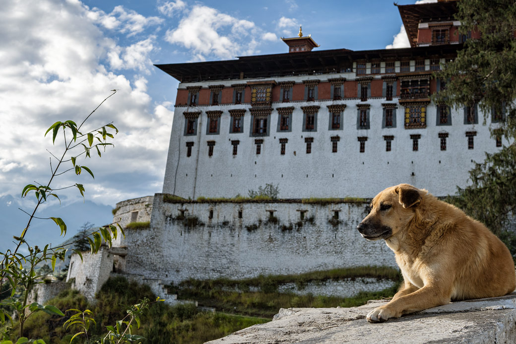 Chien devant le dzong de Paro, Bhoutan