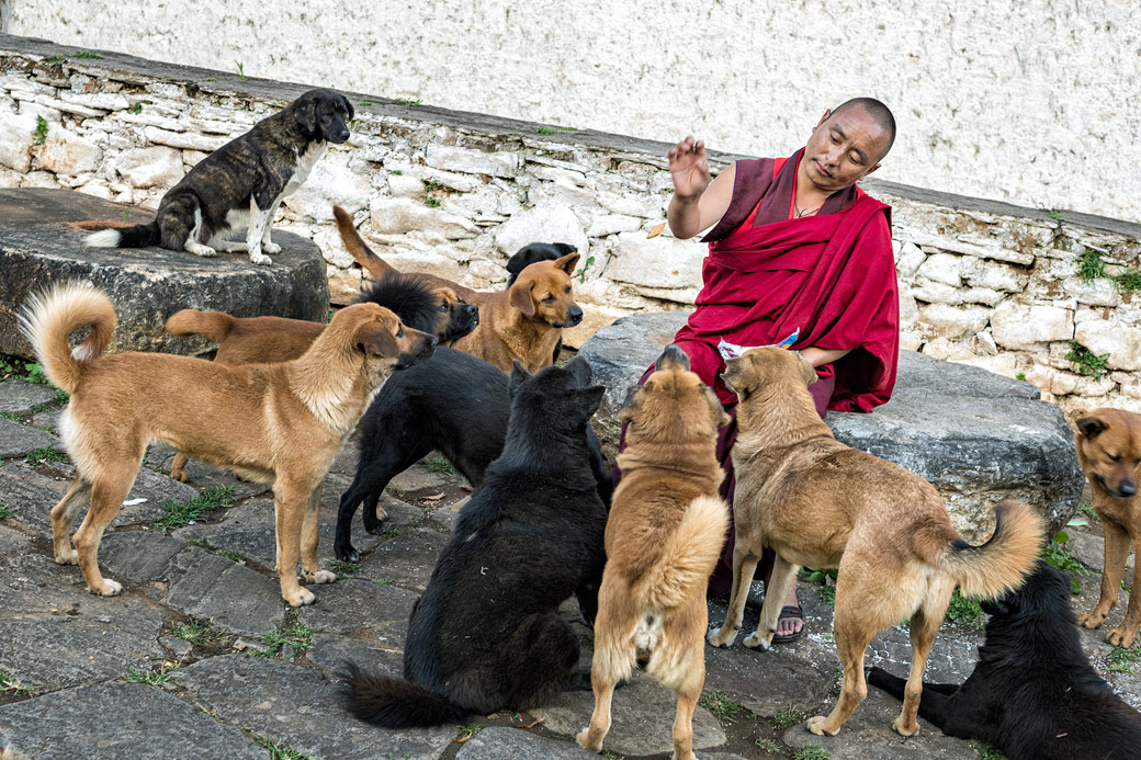 Moine qui nourrit des chiens près du dzong de Paro, Bhoutan