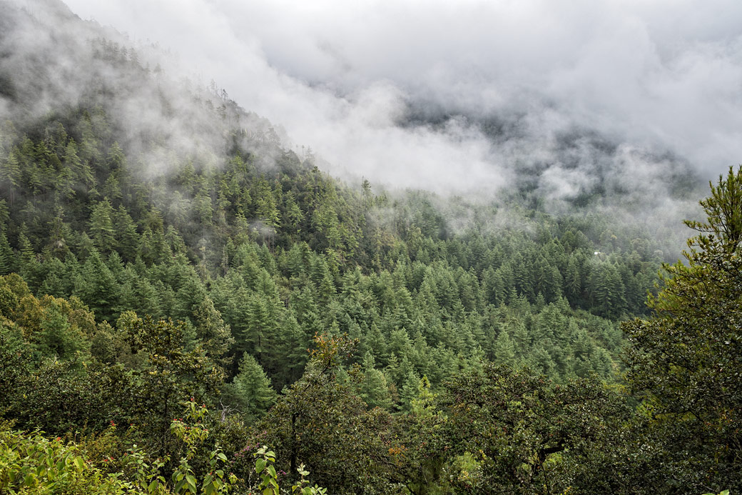Brume et forêt dans la vallée de Paro, Bhoutan