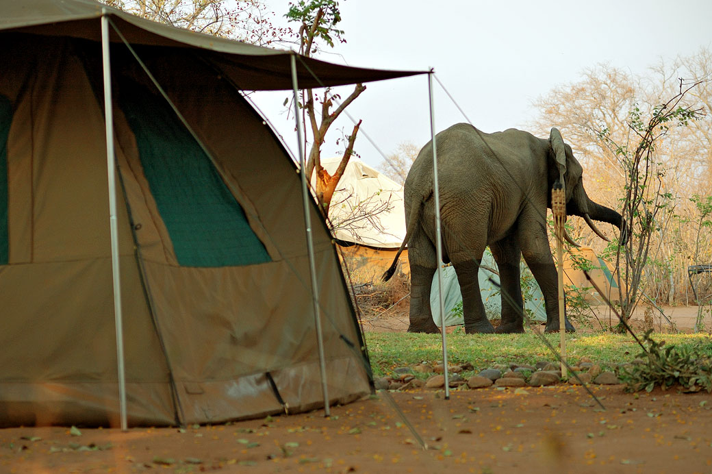 Éléphant près des tentes dans un campement, Zambie